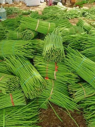 Fresh Onion