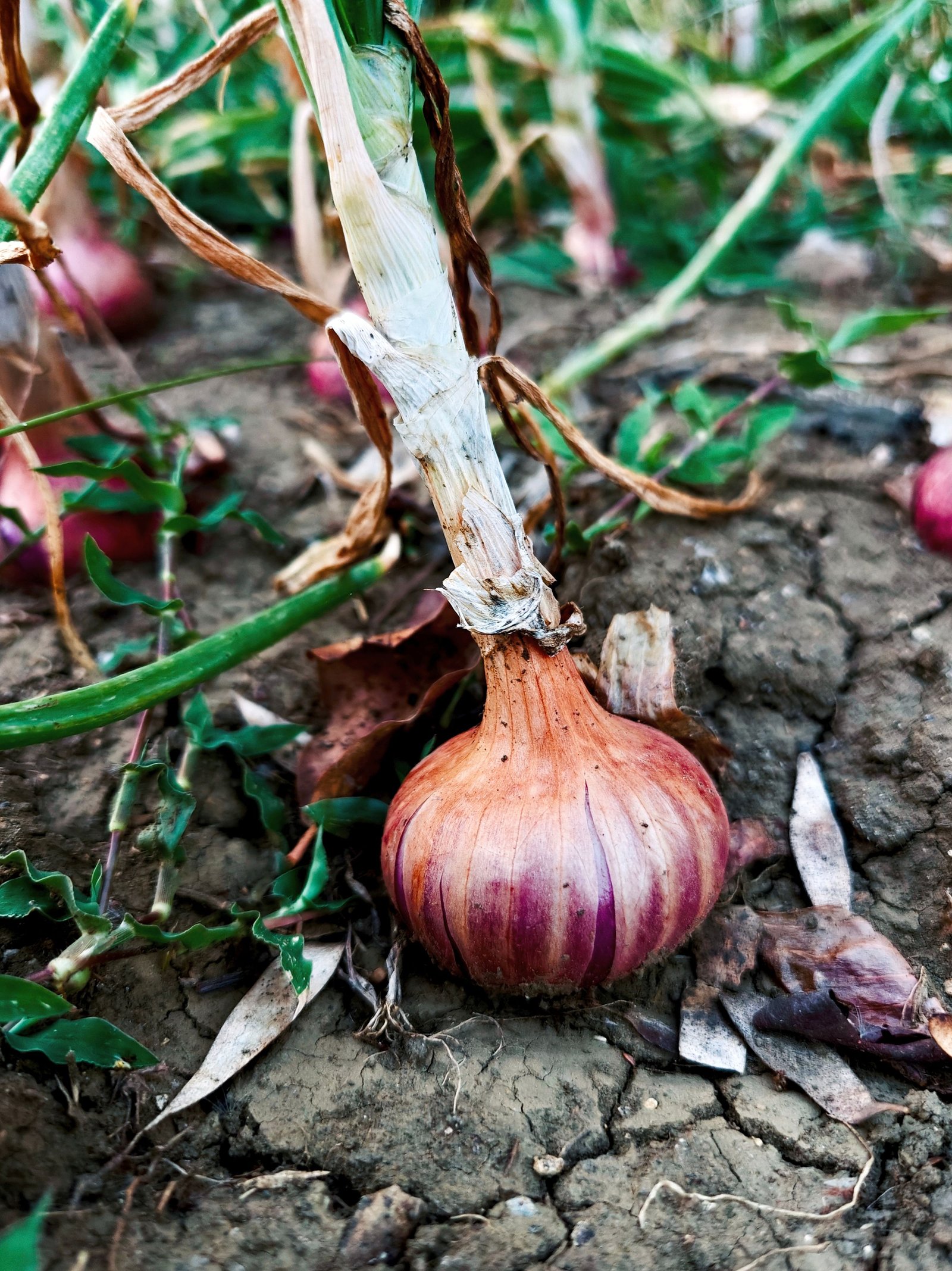 Farm & Sourcing