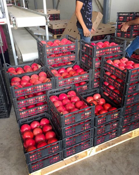 Fresh pomogranate 