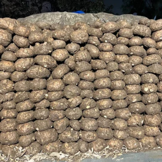Fresh Elephant Foot Yam